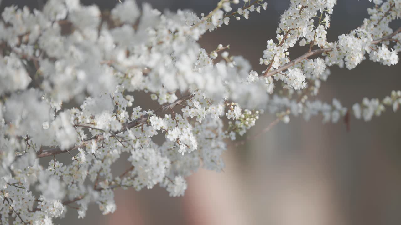 Close-up of White Blossom Flowers on Tree Branches