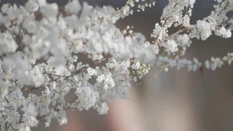 close-up of white blossom flowers on tree branches