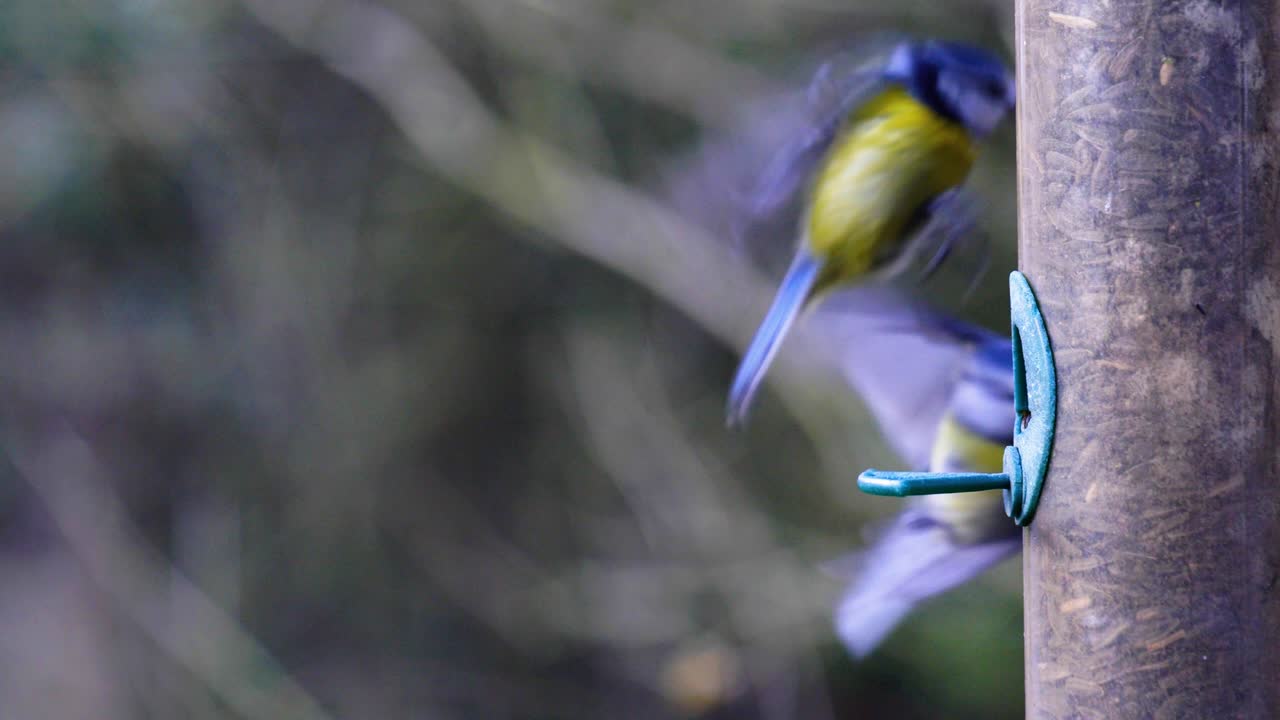 imágenes en cámara lenta de 4k de pájaros aterrizando en un comedero para pájaros y comiendo semillas