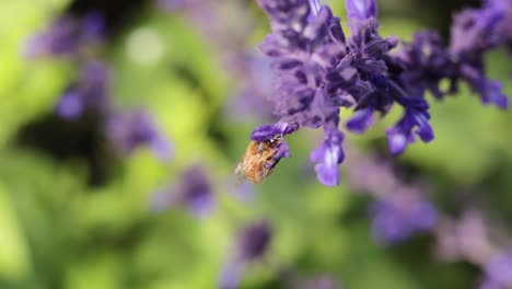 bee collecting nectar from lavender flowers