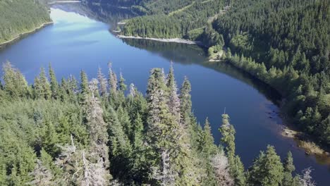 vuelo bajo sobre los árboles a orillas del lago