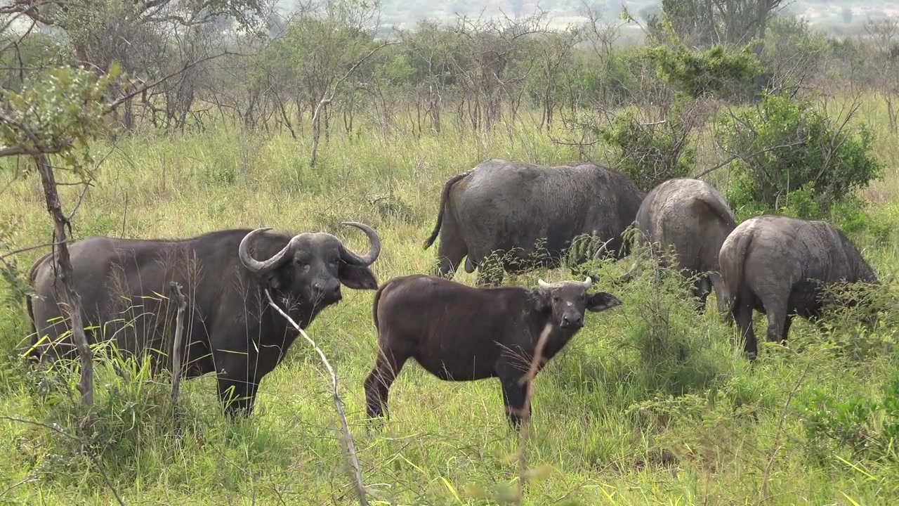 Small Herd of African Buffalo Grazing in the Savanna