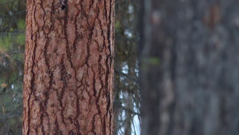red bark of pine trees in boise national forest, idaho, united states