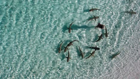 Female-swimmer-standing-with-schooling-Reef-Sharks-swimming-around-her-in-masses-in-the-shallow-crystal-clear-blue-waters-of-Raja-Ampat-in-Indonesia