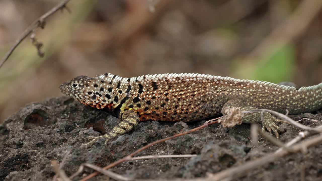An endemic Santa Cruz lava lizard sits on a volcanic rock on Santa Cruz Island in the Gal&aacute;pagos Islands