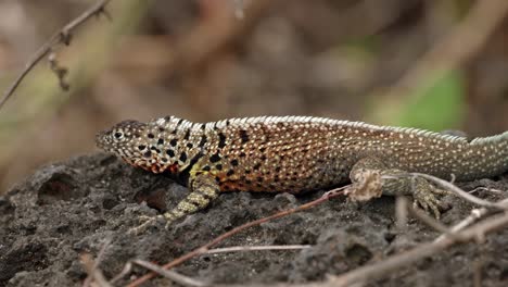 un lagarto de lava endémico de santa cruz se sienta en una roca volcánica en la isla de santa cruz en las islas galápagos