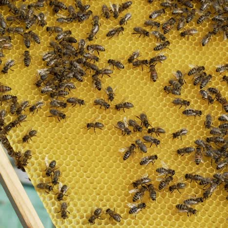 beekeeper examines bees in honeycombs. hands of the beekeeper. beehive in the apiary. close-up