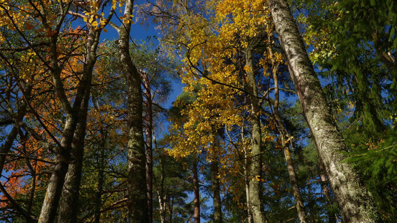 Wide shot of tree tops in the forest with leaves falling down