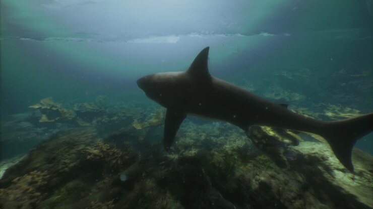 Shark swimming effortlessly through clear ocean waters during daytime