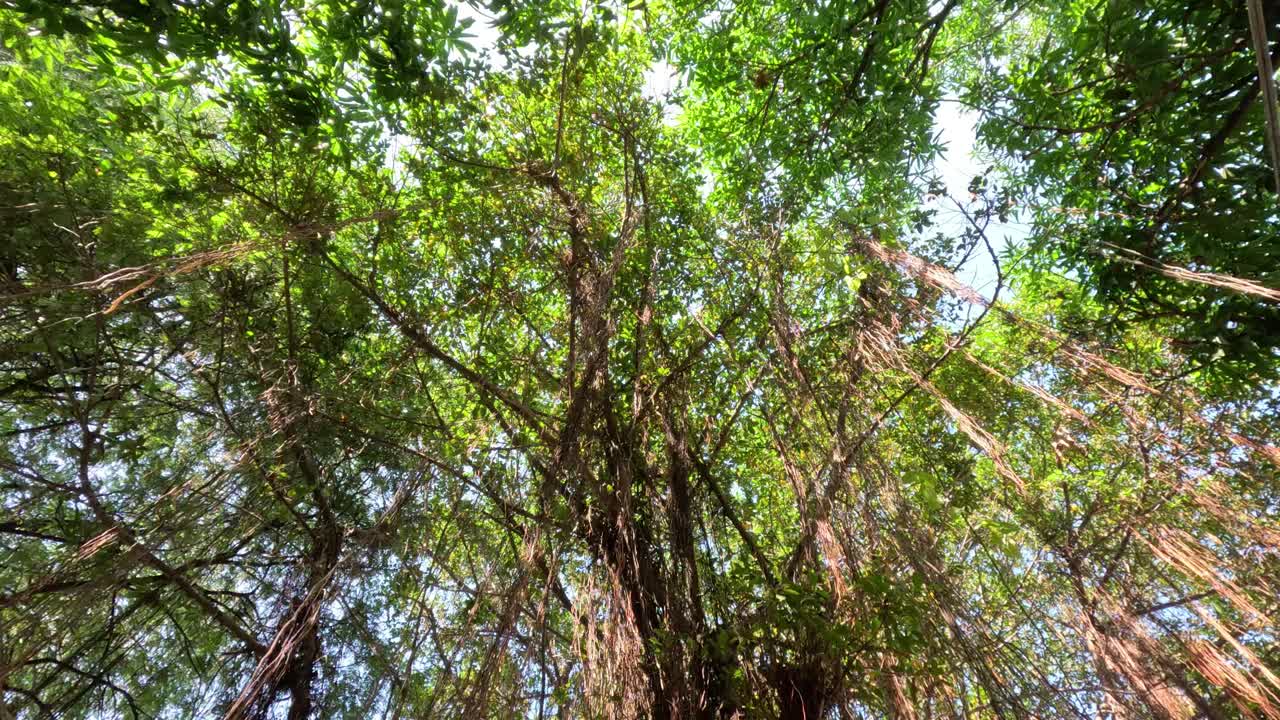 바나무 의 복잡 한 가지 들 을 쳐다보며