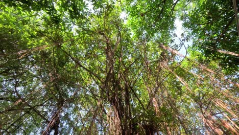 mirando las ramas intrincadas de un árbol de banyan