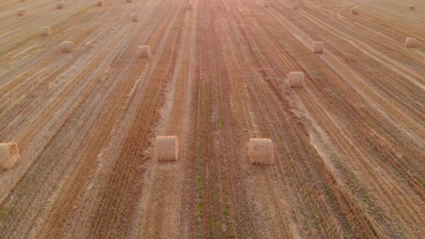 aerial: straw bales in the field after harvesting grain