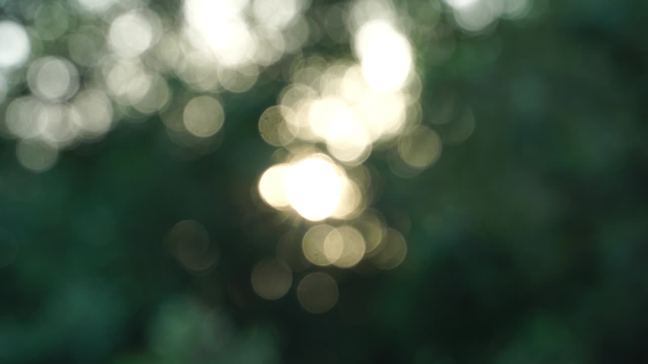 el viento balancea los árboles bokeh, verde borroso bokeh fondo abstracto