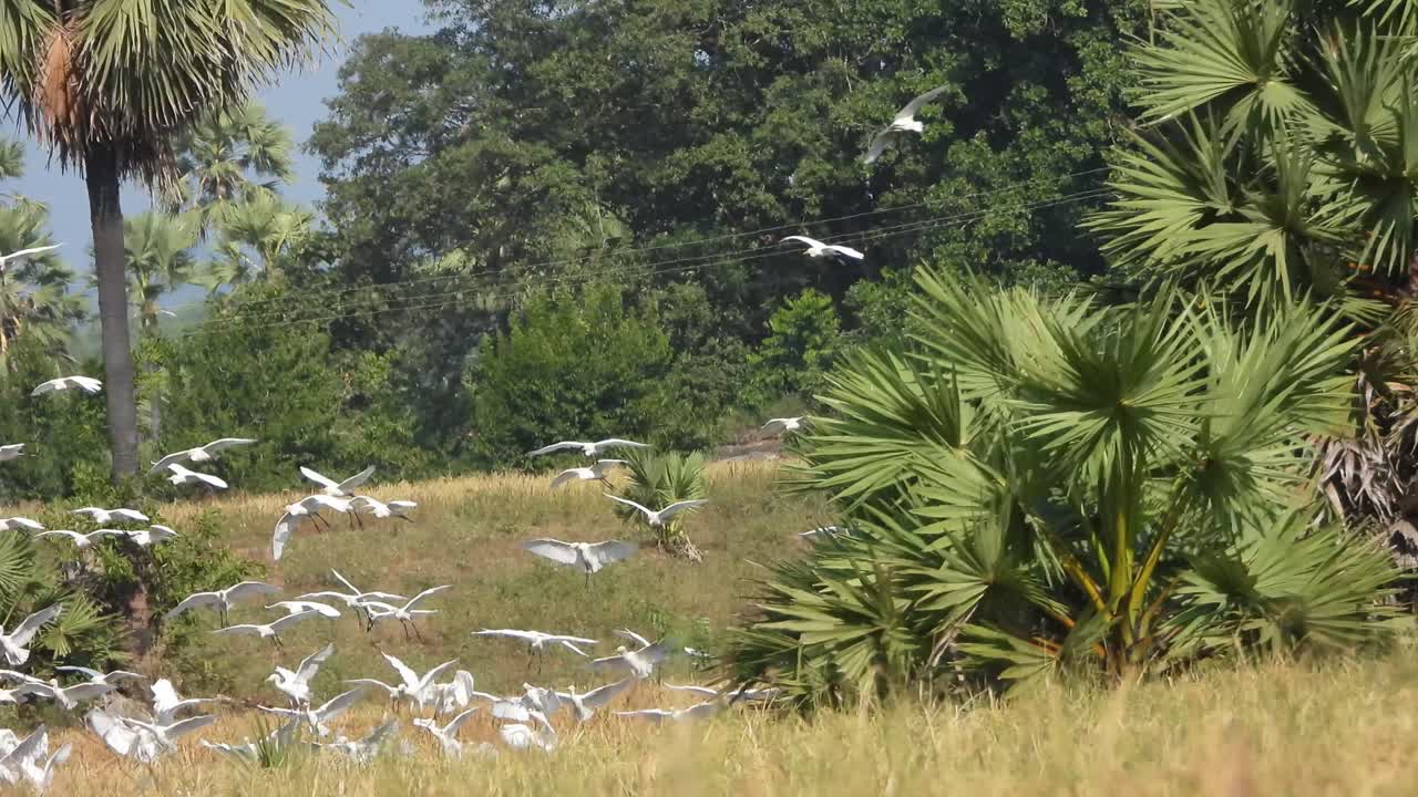 Heron - rice field - playing - landing