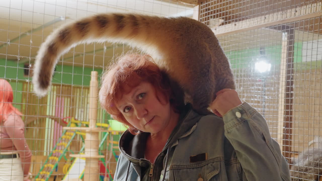 Mulher caucasiana ruiva com um quati no ombro dentro de um recinto fechado, interação divertida e expressões em close-up, visitante observando ao fundo, iluminação ambiente quente, manuseio delicado, tratador