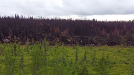 Drone-Takes-Off-and-Reveals-the-Wildfire-Aftermath-in-Lebel-Sur-Quévillon,-Quebec