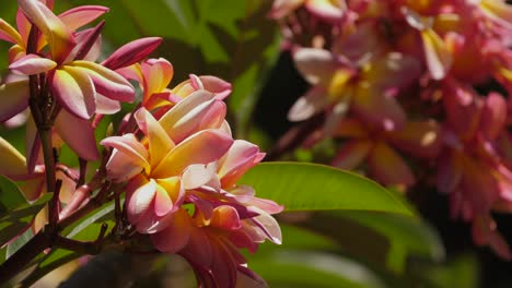 close up of vibrant pink frangipani flowers in direct sunlight