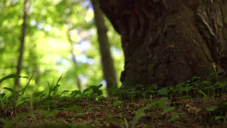 Parte-De-Musgo-En-El-Bosque