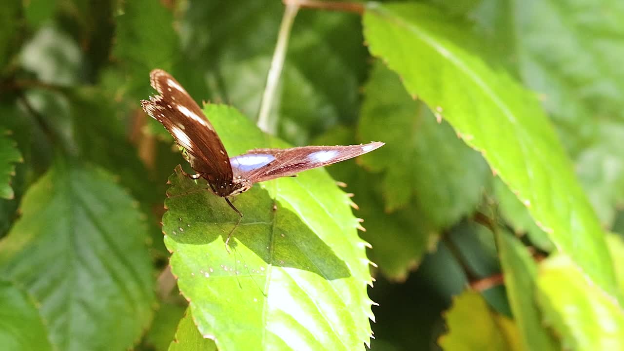 A butterfly with striking brown wings rests on a sunlit green leaf, showcasing nature's delicate beauty.