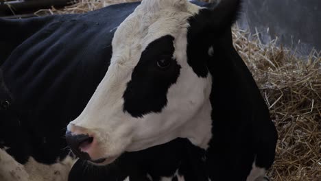 black and white cow lying on straw in a barn