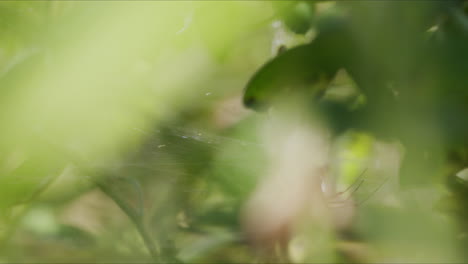 araña abstracta detrás de las hojas borrosas circundantes
