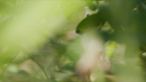 abstract spider behind blurred leafy surrounding