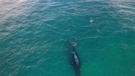 humpback whale calf on top of its adult swimming under surface