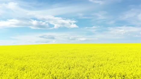 An-Excellent-Tracking-Shot-Through-The-Yellow-Canola-Fields-In-Cowra-Australia-1