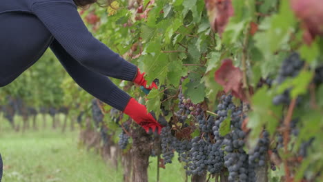 granjero trabajando podando viñedo con tijeras