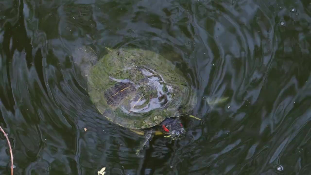 Close up of a turtle with distinctive red markings near its head, swimming underwater in a natural pond