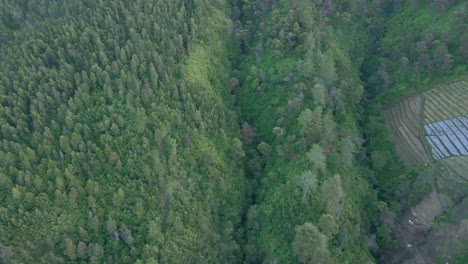 Aerial-view-of-rural-forest-environment