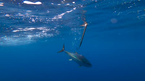 underwater view of a bluefin tuna swimming