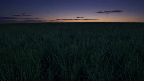 puesta de sol sobre un campo de hierba