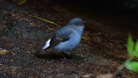 Dieser-Weibliche-Rotschwänzchen-Ist-Nicht-So-Farbenfroh-Wie-Das-Männchen,-Aber-Sicher-So-Flauschig-Wie-Ein-Knäuel-Eines-Niedlichen-Vogels