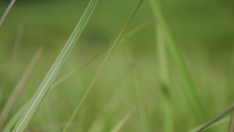 Ein-Mehrjähriges-Gras,-Das-Im-Tropischen-Und-Subtropischen-Asien-Beheimatet-Ist-Und-Auch-In-Mehrere-Länder-Eingeführt-Wurde