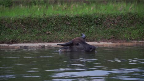 Buffalo-enjoys-river-in-Indonesia,-static-view