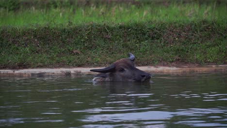 buffalo enjoys river in indonesia, static view