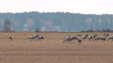 Flock-of-common-cranes-on-open-autumn-field-before-migration-south,-wide-panning-shot