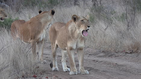 lionesses yawn while walking with cub on dirt road by tall grass