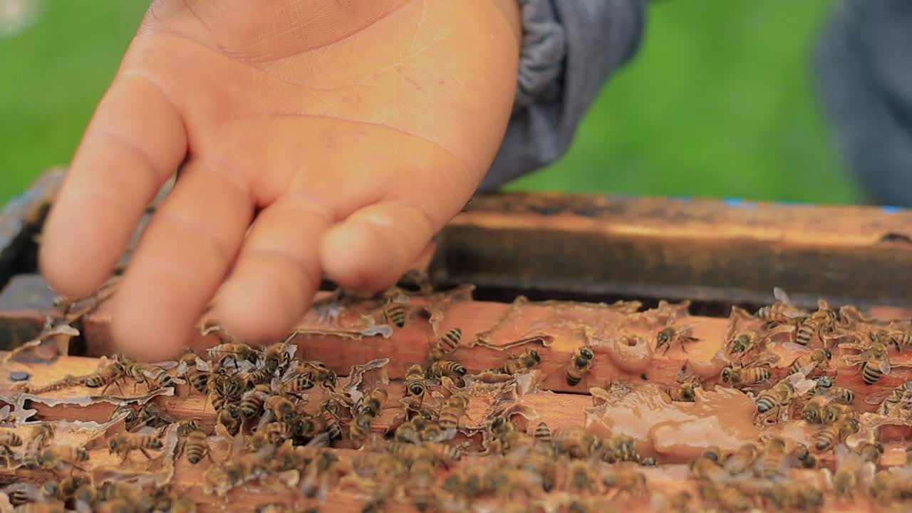Beekeeper touching the bees with his hands
