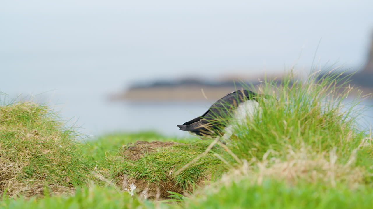 fotografía de seguimiento de un papagaio caminando por la hierba, lunga, islas treshnish, escocia