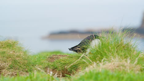 Tracking-shot-of-Puffin-walking-on-grass,-Lunga,-Treshnish-Isles,-Scotland