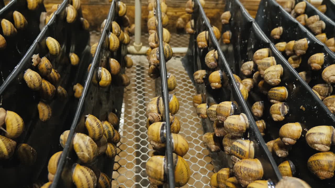 Shelves with garden snails