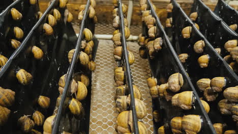 shelves with garden snails