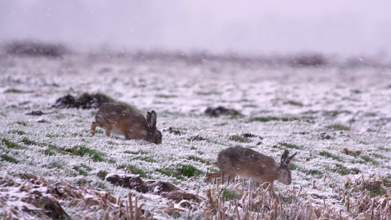 Close up shot of two hares searching for food in the middle of heavy snow storm with large snow flakes blowing by in windy conditions, slow motion