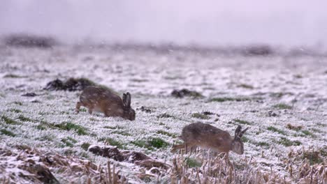 close up shot of two hares searching for food in the middle of heavy snow storm with large snow flakes blowing by in windy conditions, slow motion