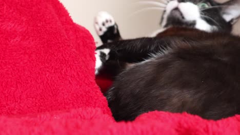 person teases a resting bicolor cat on a red blanket - close up