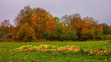 heap of apple dumped on the grass with trees in autumn colors in the background