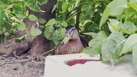 Duck-stretching-its-wings-in-Hydra-island,-Greece