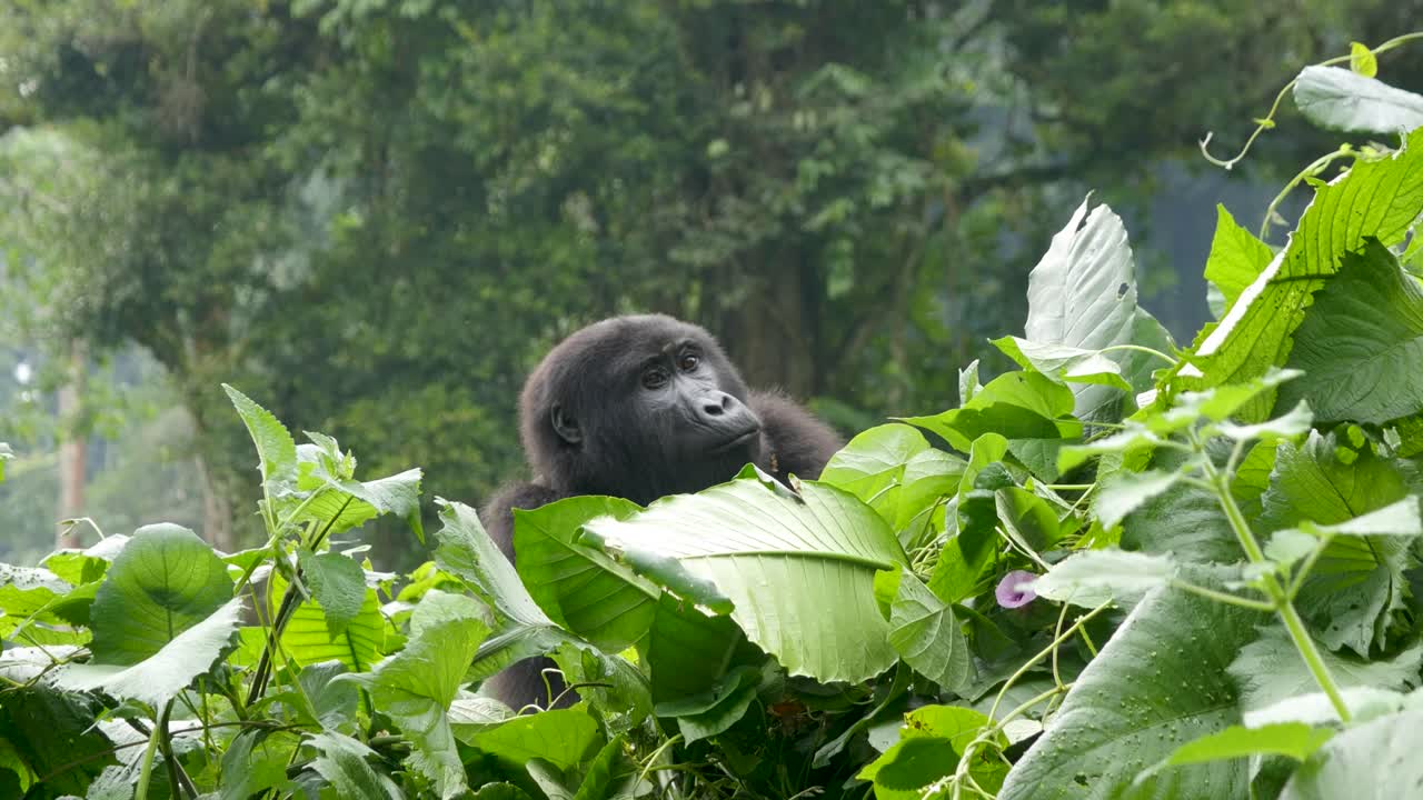 Un primo piano, ripreso con gimbal in 4K, di un gorilla di montagna adulto in via di estinzione, che vive nel suo habitat naturale nella giungla, Parco Nazionale Impenetrabile di Bwindi in Uganda, Africa